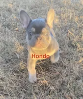 Hondo, a male French Bulldog for sale in Greensburg, KS – Photo 2 of 10