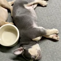 Lowered price Hondo, a male French Bulldog for sale in Greensburg, KS – Photo 3 of 10