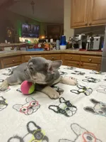 Hondo, a male French Bulldog for sale in Greensburg, KS – Photo 7 of 10
