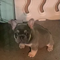 Lowered price Hondo, a male French Bulldog for sale in Greensburg, KS – Photo 6 of 10