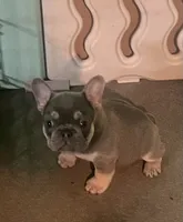 Hondo, a male French Bulldog for sale in Greensburg, KS – Photo 4 of 10