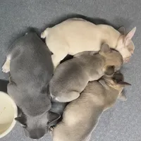 Lowered price Hondo, a male French Bulldog for sale in Greensburg, KS – Photo 9 of 10