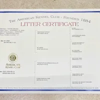 Lowered price Hondo, a male French Bulldog for sale in Greensburg, KS – Photo 10 of 10