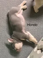 Hondo, a male French Bulldog for sale in Greensburg, KS – Photo 3 of 10