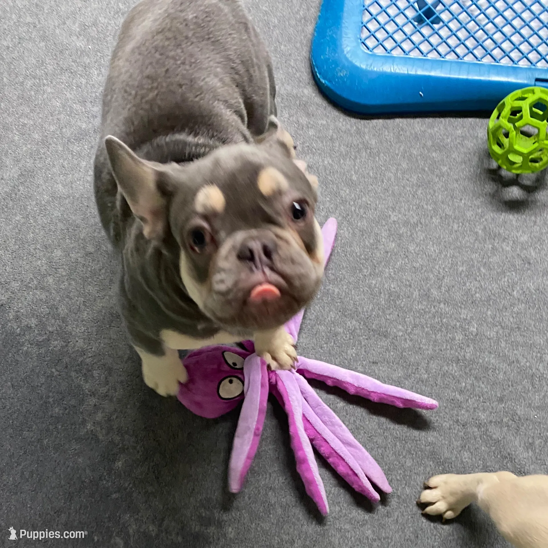 Lowered price Hondo, a male French Bulldog for sale in Greensburg, KS – Photo 2 of 10