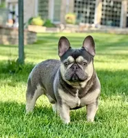 Hondo, a male French Bulldog for sale in Greensburg, KS – Photo 8 of 10