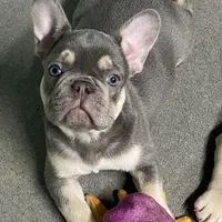 Lowered price Hondo, a male French Bulldog for sale in Greensburg, KS – Photo 1 of 10