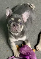 Hondo, a male French Bulldog for sale in Greensburg, KS – Photo 1 of 10