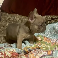 Lowered price Lainey, a female French Bulldog for sale in Greensburg, KS – Photo 4 of 8