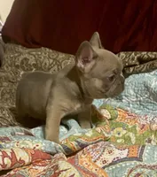 Lainey, a female French Bulldog for sale in Greensburg, KS – Photo 4 of 10