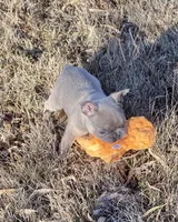 Lainey, a female French Bulldog for sale in Greensburg, KS – Photo 6 of 10