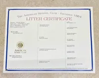 Lainey, a female French Bulldog for sale in Greensburg, KS – Photo 10 of 10