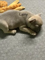 Lainey, a female French Bulldog for sale in Greensburg, KS – Photo 5 of 10