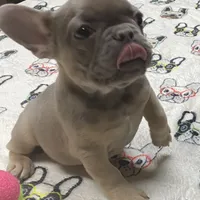 Lowered price Lainey, a female French Bulldog for sale in Greensburg, KS – Photo 2 of 8