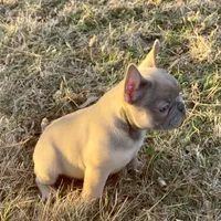Lainey, a female French Bulldog for sale in Greensburg, KS – Photo 3 of 10