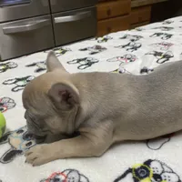 Lowered price Lainey, a female French Bulldog for sale in Greensburg, KS – Photo 3 of 8