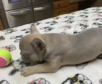 Lainey, a female French Bulldog for sale in Greensburg, KS – Photo 2 of 10