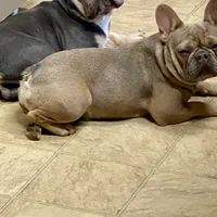 Lowered price Lainey, a female French Bulldog for sale in Greensburg, KS – Photo 5 of 8