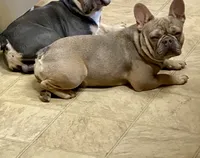 Lainey, a female French Bulldog for sale in Greensburg, KS – Photo 7 of 10