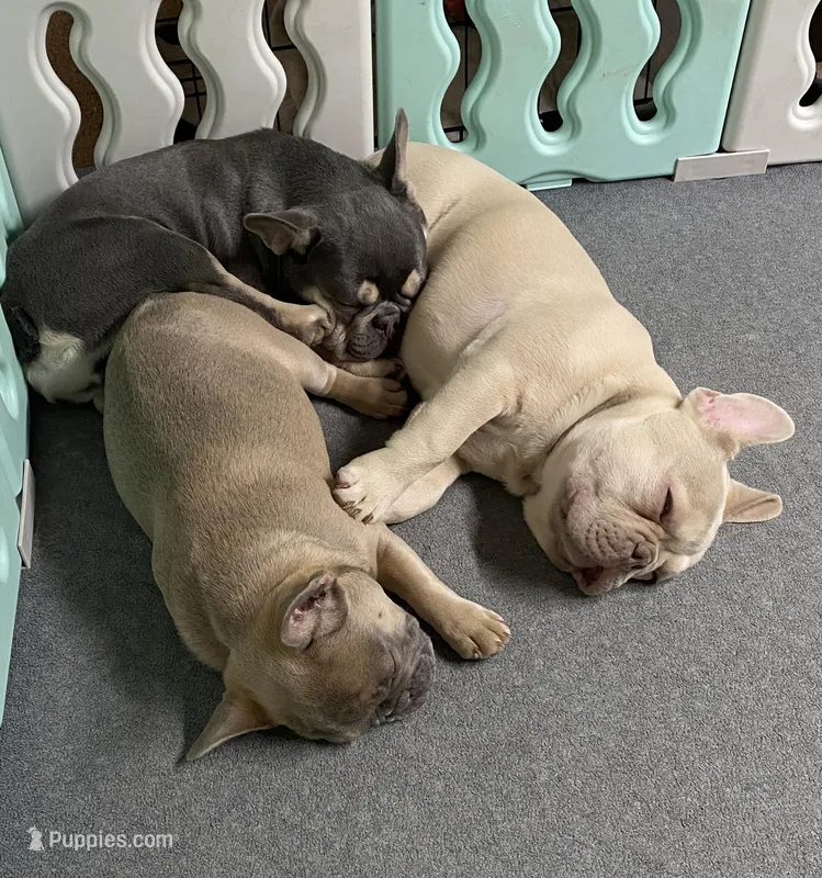 Lowered price Lainey – French Bulldog puppy for sale in Greensburg, KS