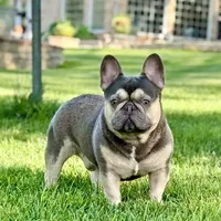 Lowered price Lainey, a female French Bulldog for sale in Greensburg, KS – Photo 6 of 8