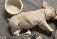 Lower Price Bogey, a male French Bulldog for sale in Greensburg, KS – Photo 5 of 10