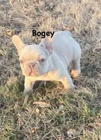 Lower Price Bogey, a male French Bulldog for sale in Greensburg, KS – Photo 1 of 10