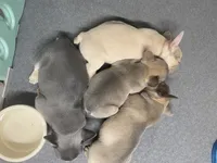 Lower Price Bogey, a male French Bulldog for sale in Greensburg, KS – Photo 9 of 10