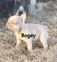 Lower Price Bogey, a male French Bulldog for sale in Greensburg, KS – Photo 3 of 10