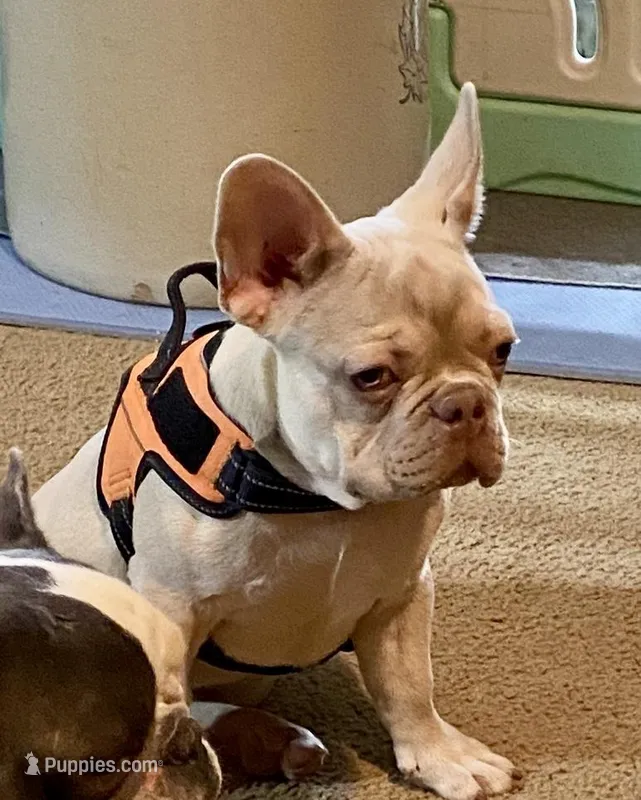 Lower Price Bogey – French Bulldog puppy for sale in Greensburg, KS