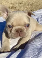 Lower Price Bogey, a male French Bulldog for sale in Greensburg, KS – Photo 4 of 10