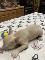 Lower Price Bogey, a male French Bulldog for sale in Greensburg, KS – Photo 6 of 10