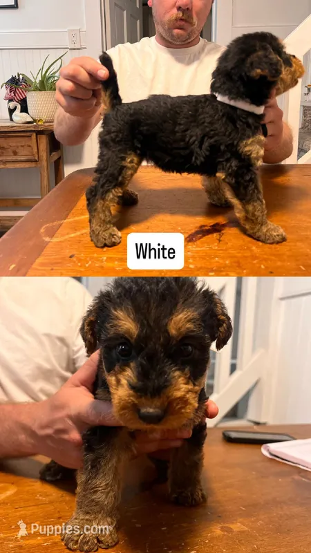White – Airedale Terrier puppy for sale in Virginia Beach, VA