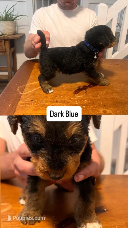 Dark Blue – Airedale Terrier puppy for sale in Virginia Beach, VA