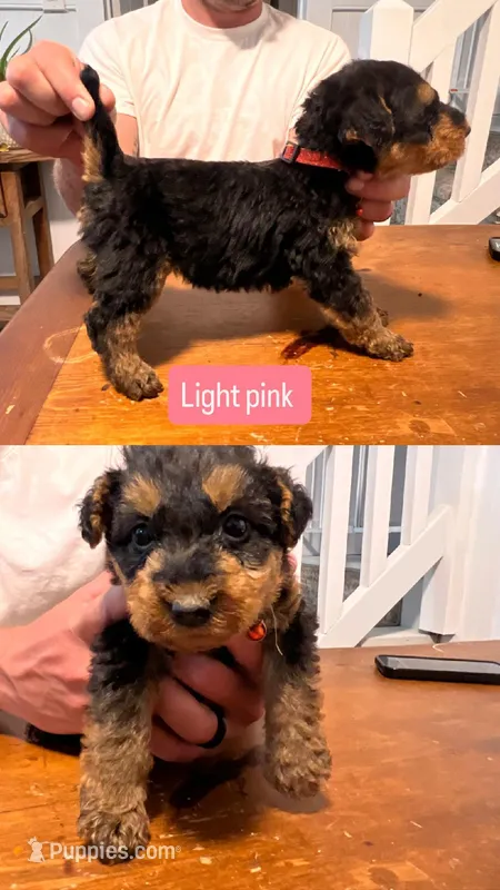 Light Pink – Airedale Terrier puppy for sale in Virginia Beach, VA