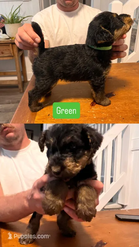 Green – Airedale Terrier puppy for sale in Virginia Beach, VA