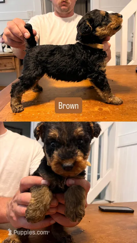 Brown – Airedale Terrier puppy for sale in Virginia Beach, VA