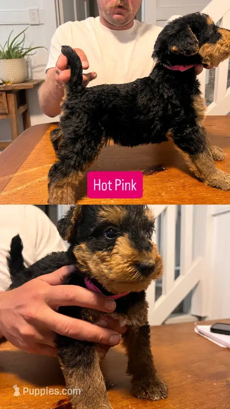 Hot Pink – Airedale Terrier puppy for sale in Virginia Beach, VA