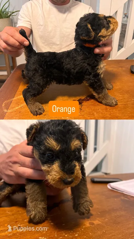Orange – Airedale Terrier puppy for sale in Virginia Beach, VA