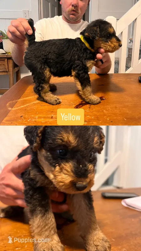 Yellow – Airedale Terrier puppy for sale in Virginia Beach, VA
