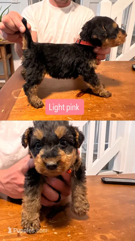 Pink – Airedale Terrier puppy for sale in Virginia Beach, VA