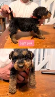 Pink, a female Airedale Terrier for sale in Virginia Beach, VA – 1 of 1