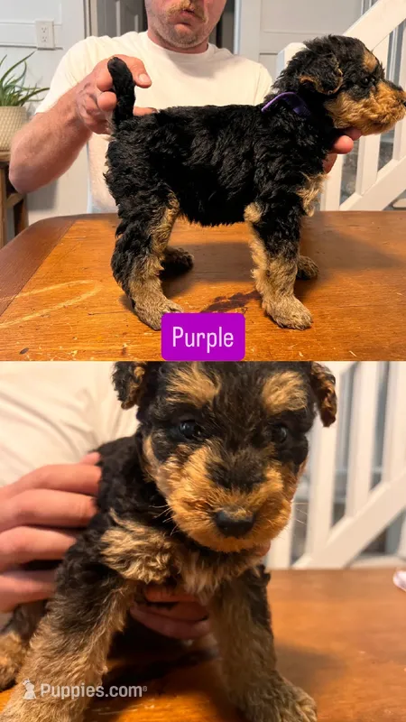 Purple – Airedale Terrier puppy for sale in Virginia Beach, VA