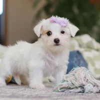 Elsa, a female Morkie for sale in Baltic, OH – Photo 6 of 8