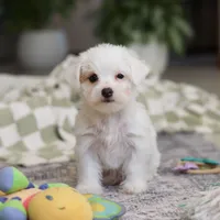 Elsa, a female Morkie for sale in Baltic, OH – Photo 7 of 8