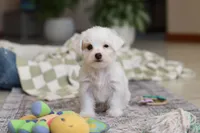 processed/c53785bd-e574-4ca2-80a5-e5457a245e79/listing/00e39113-a2f9-4821-ba70-0ac2be7529ed/2dd9cc05-a868-4e6f-9956-adbb73cee871