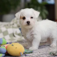 Elsa, a female Morkie for sale in Baltic, OH – Photo 5 of 8