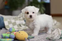 processed/c53785bd-e574-4ca2-80a5-e5457a245e79/listing/00e39113-a2f9-4821-ba70-0ac2be7529ed/6b74d1bd-571b-4164-8de8-9fa4b8136efa