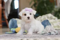 processed/c53785bd-e574-4ca2-80a5-e5457a245e79/listing/00e39113-a2f9-4821-ba70-0ac2be7529ed/7675f048-ea6f-4729-8ec9-e8f841ba3748