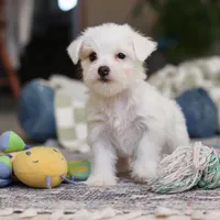 Elsa, a female Morkie for sale in Baltic, OH – Photo 3 of 8